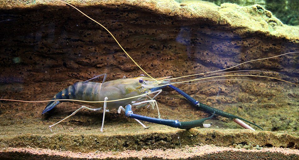 A giant freshwater prawn with long blue claws in an aquarium.