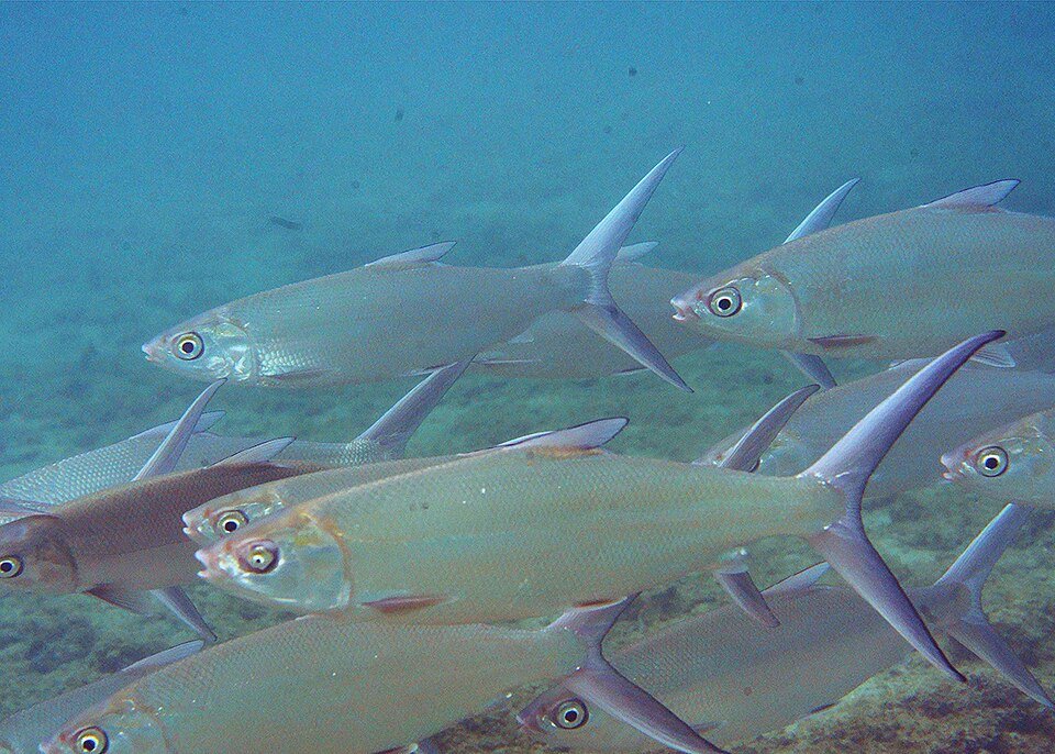 A school of milkfish swimming in clear blue water.