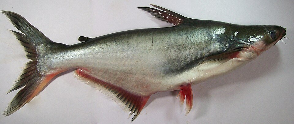 A whole pangasius specimen in side profile.