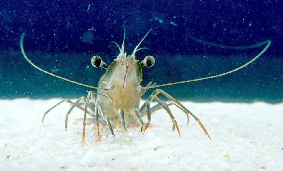 A giant tiger prawn facing the camera on a sandy aquarium floor.